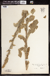 Verbascum thapsus image