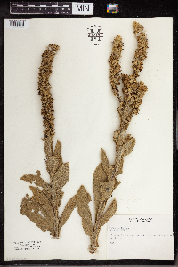 Verbascum thapsus image