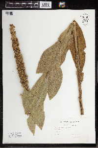 Verbascum thapsus image