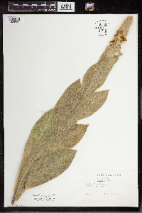 Verbascum thapsus image