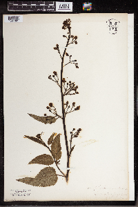 Scrophularia nodosa image