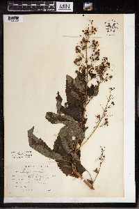 Scrophularia marilandica image