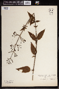 Scrophularia marilandica image