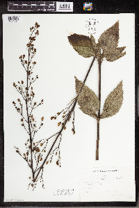 Scrophularia lanceolata image