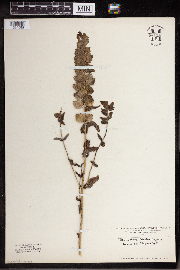 Rhinanthus major image