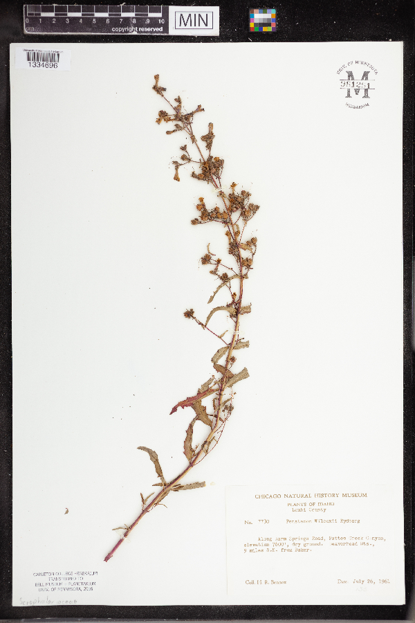 Penstemon wilcoxii image