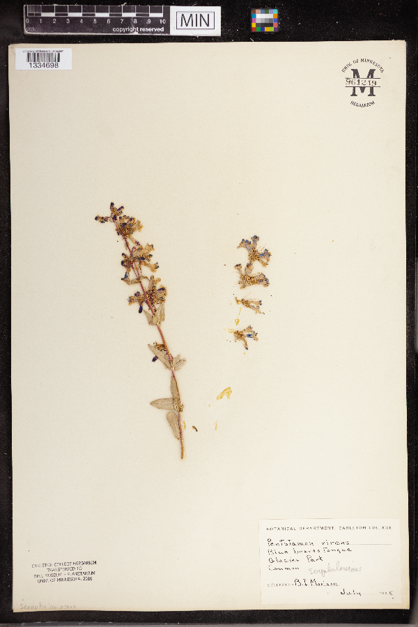 Penstemon virens image