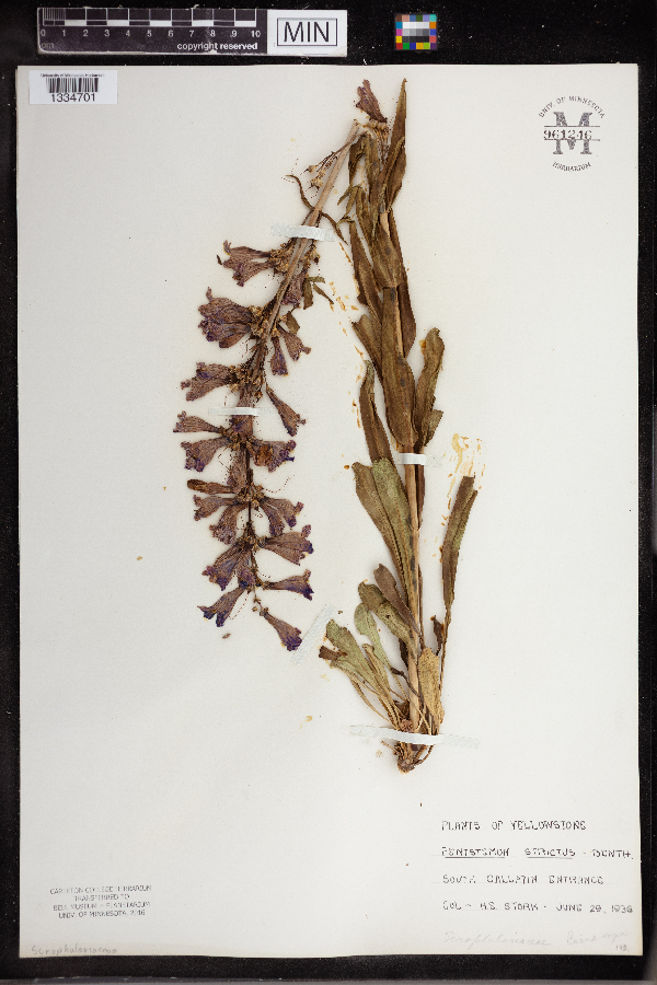 Plantaginaceae image