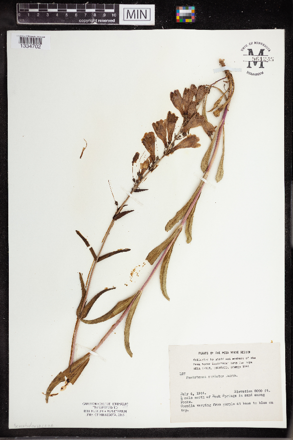 Plantaginaceae image