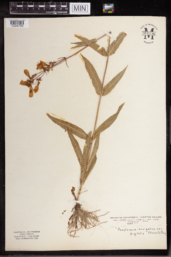 Penstemon laevigatus image