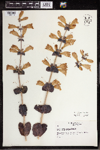 Penstemon grandiflorus image