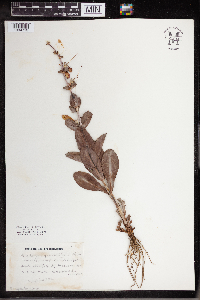 Penstemon grandiflorus image