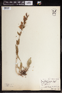 Penstemon glaber image