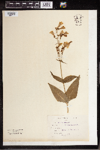 Media resource of Penstemon digitalis