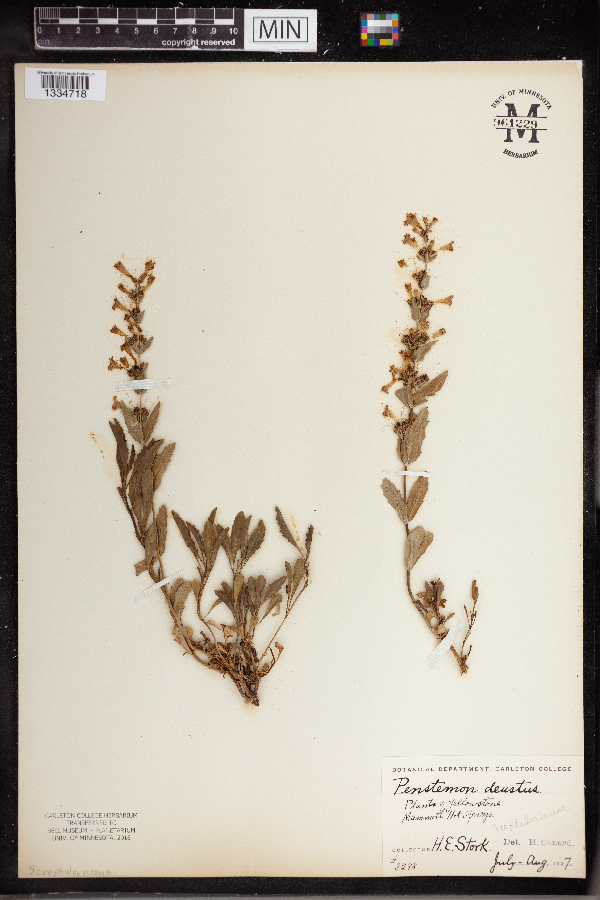 Penstemon deustus image