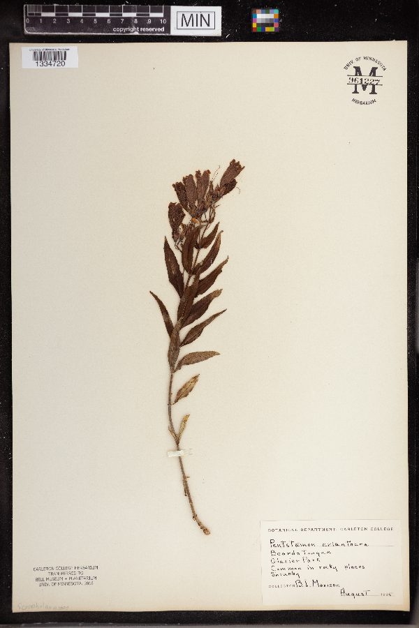 Penstemon eriantherus image