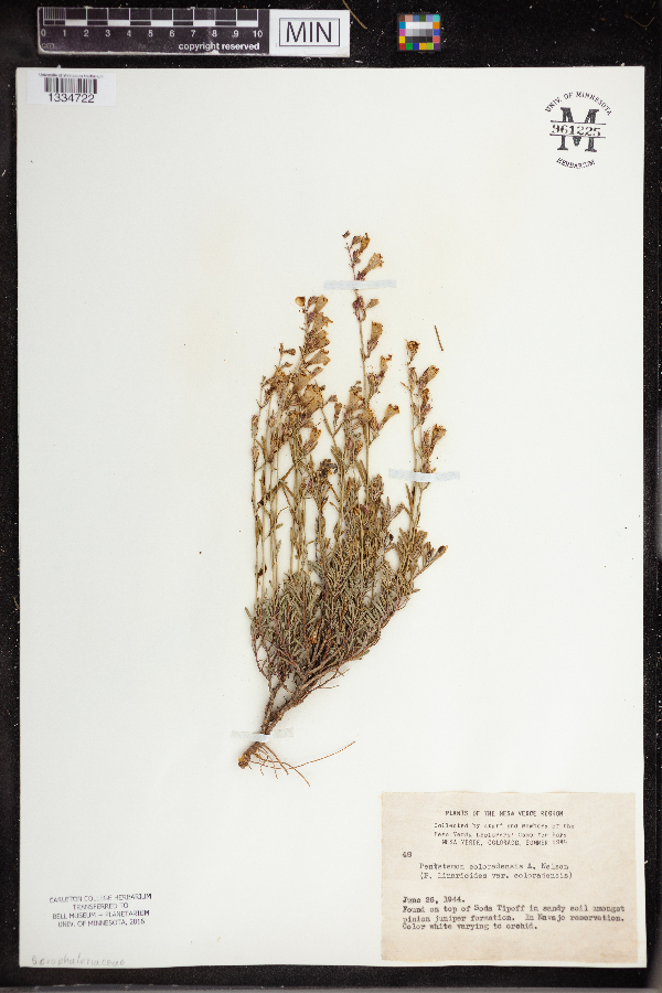 Penstemon linarioides var. coloradoensis image