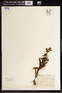 Penstemon albidus image