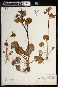 Ranunculus abortivus image