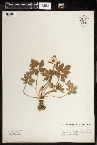 Ranunculus hispidus image