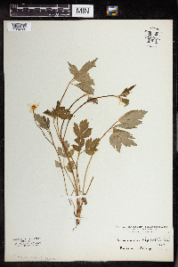 Ranunculus hispidus image