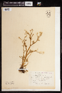 Ranunculus sceleratus image