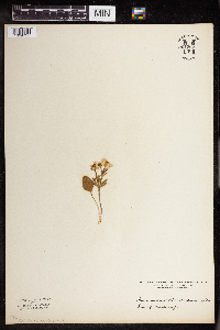 Ranunculus rhomboideus image