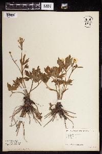 Ranunculus gmelinii image