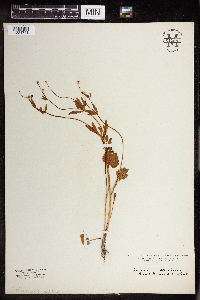 Ranunculus abortivus image