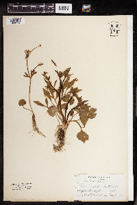 Ranunculus abortivus image
