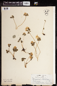 Thalictrum thalictroides image