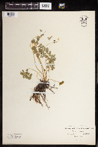 Thalictrum thalictroides image
