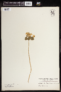 Thalictrum thalictroides image