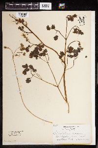 Thalictrum dioicum image