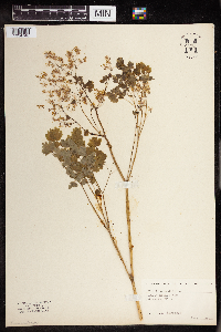 Thalictrum dioicum image