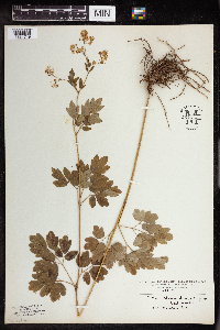 Thalictrum dasycarpum image