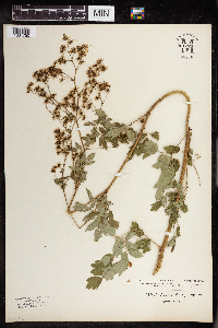 Thalictrum dasycarpum image