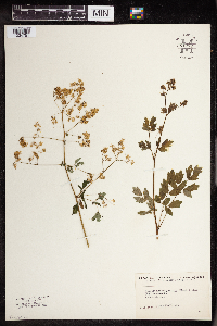 Thalictrum dasycarpum image