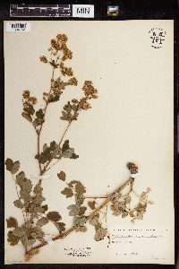 Thalictrum dasycarpum image