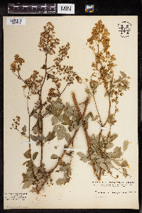 Thalictrum dasycarpum image