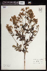 Thalictrum dasycarpum image