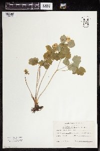 Thalictrum thalictroides image