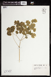 Thalictrum thalictroides image