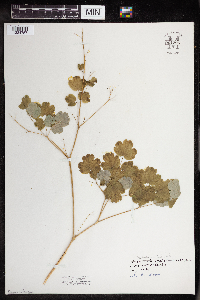 Thalictrum dioicum image
