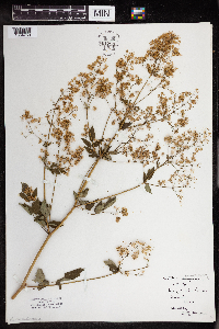 Thalictrum dasycarpum image
