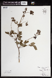 Thalictrum thalictroides image