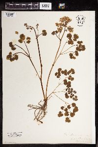 Thalictrum dioicum image