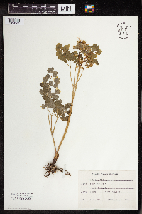 Thalictrum dioicum image