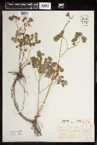 Thalictrum dioicum image
