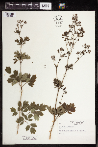 Thalictrum dasycarpum image